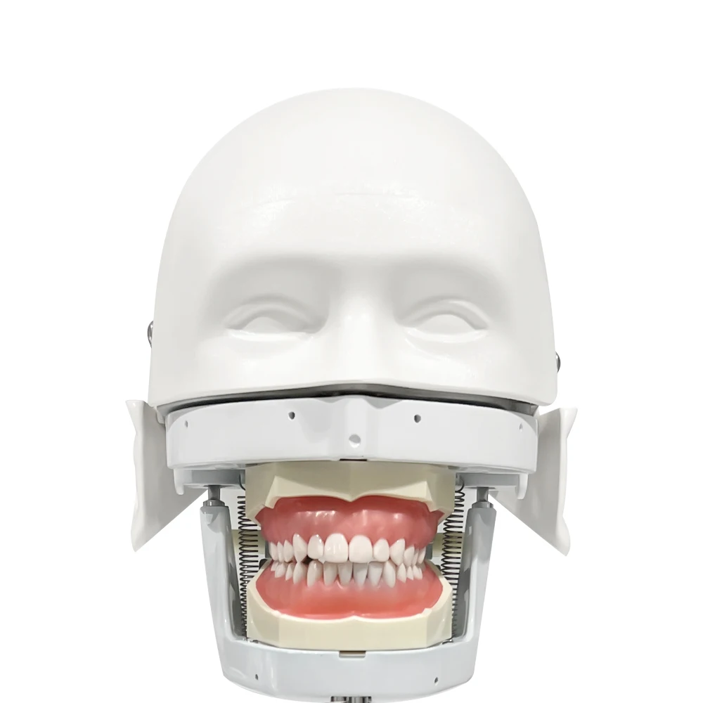 YTYIN entrenamiento modelo fantasma simulador maniquí con dientes para enseñanza práctica estudio equipo