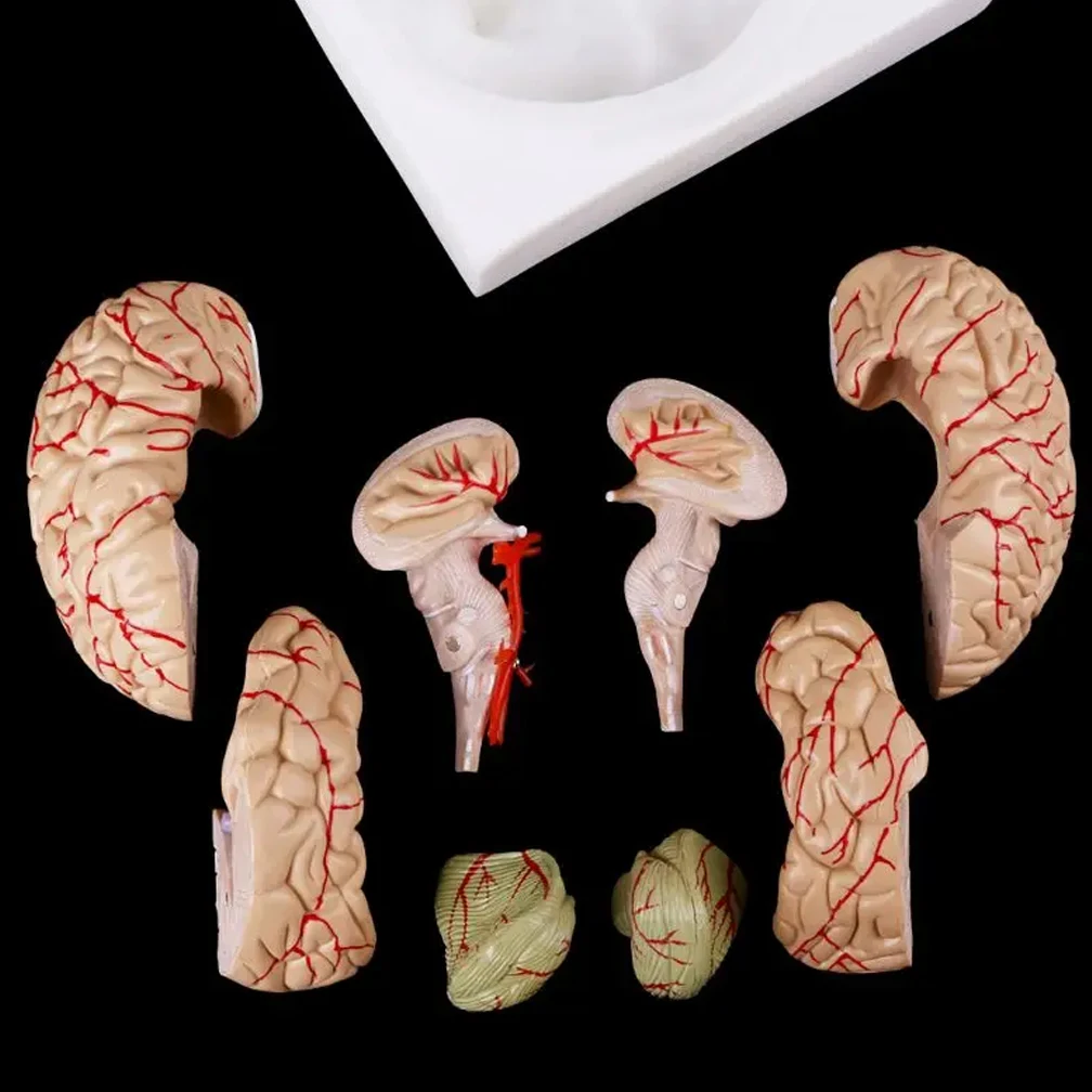 Anatomy for Science Classroom Study Display Teaching Sculptures School Lab Human Life Size People Brain Functional Area Model