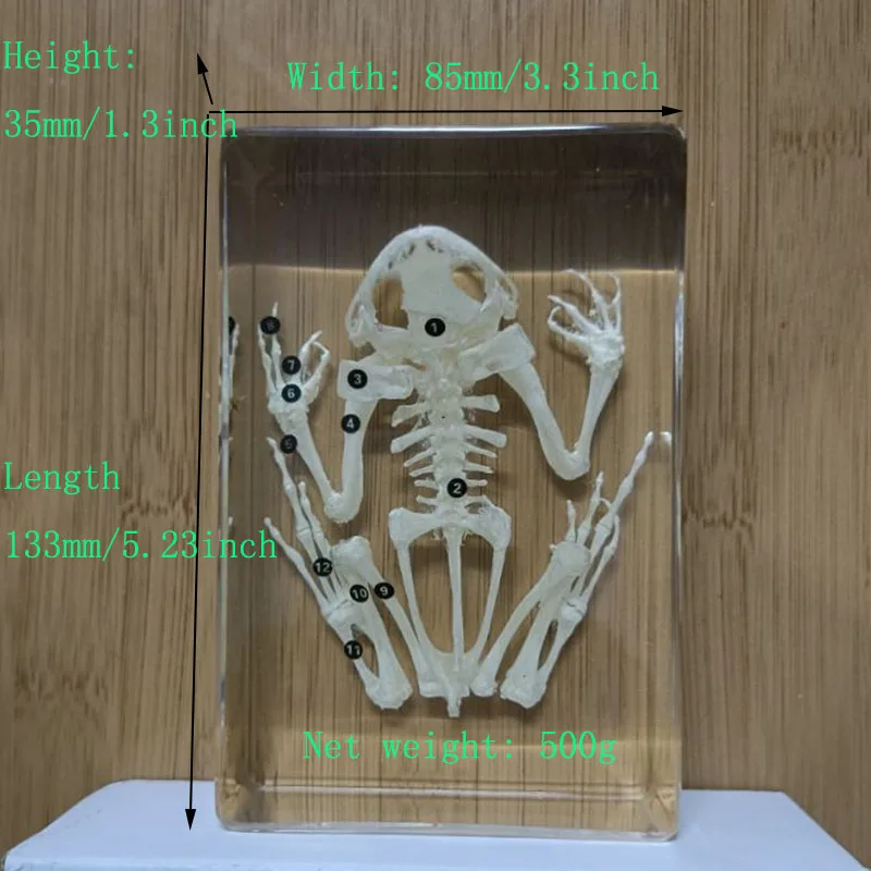 Imagem -06 - Grande Resina Cuboid Transparente Tartaruga Espécime Decoração de Mesa Biologia Ensino Cognição das Crianças para Adultos Biologia Classe