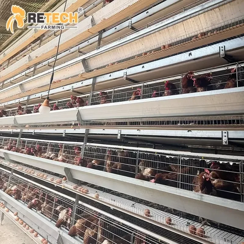 Automatic Multi-Tier Hot-Dip Galvanized Egg Collecting Poultry Layer Battery Cage Equipment for 60000 Birds