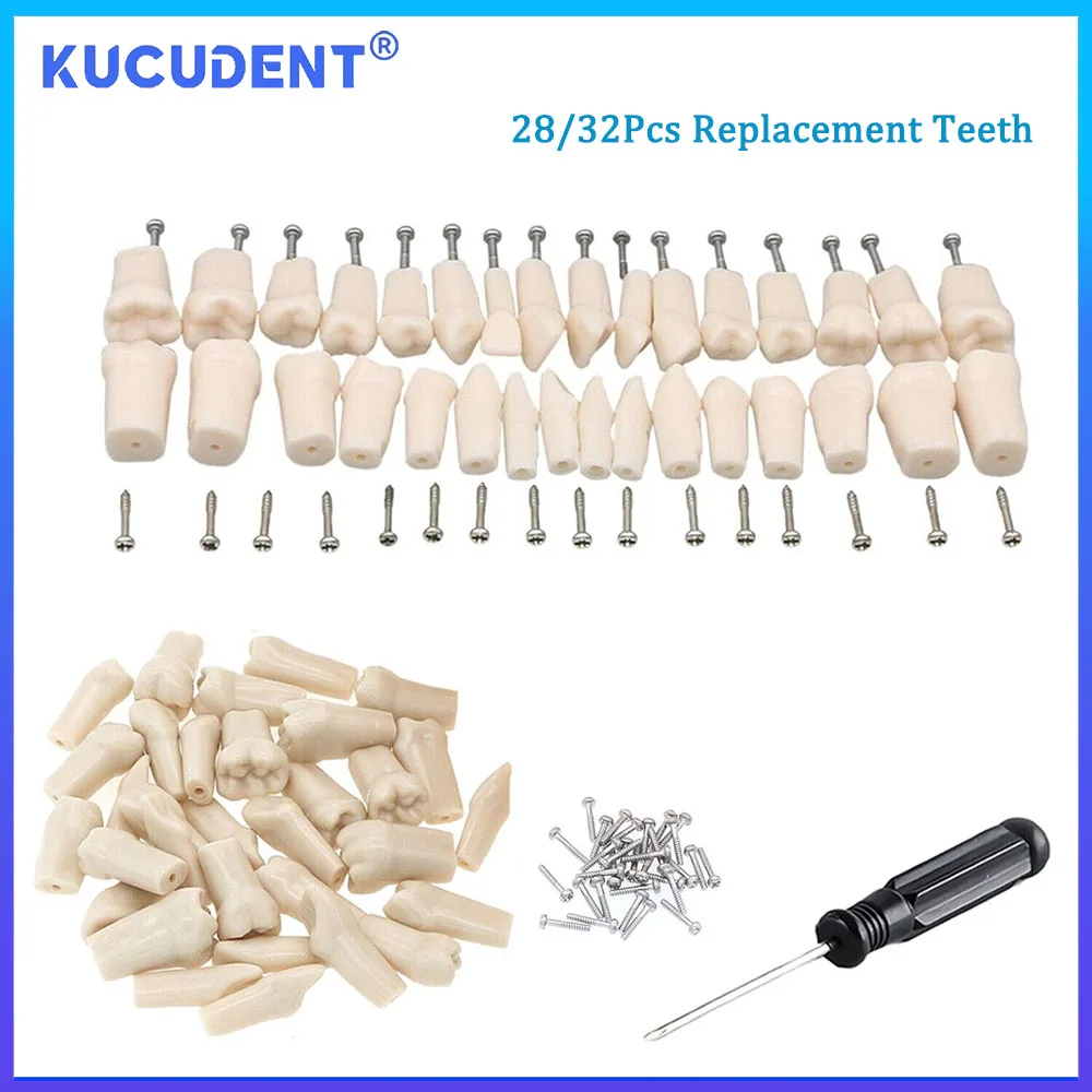 

KUCUDENT Typodont, замена зубов, ввинчивающиеся зубы, модель, смоляные зубы, подходят для Kilgore NISSIN, тип 200/500, обучение стоматологом, исследование