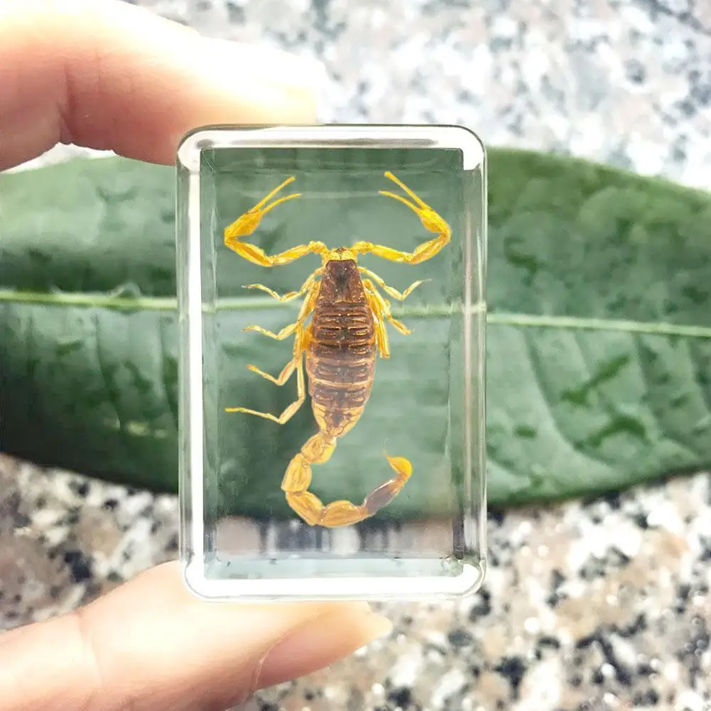 Insect Stone Natural Scorpions Inclusion Amber Specimen Travel Resin Home Gift Stone Paperweight Wedding Party Cfraft Decor C7N2