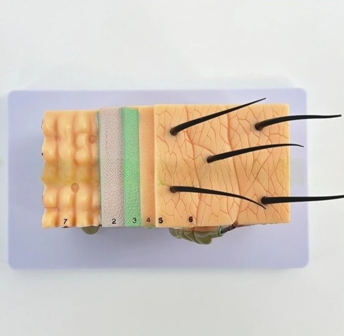 Skin structure anatomical model teaching tissue hierarchy three-dimensional structure medical model