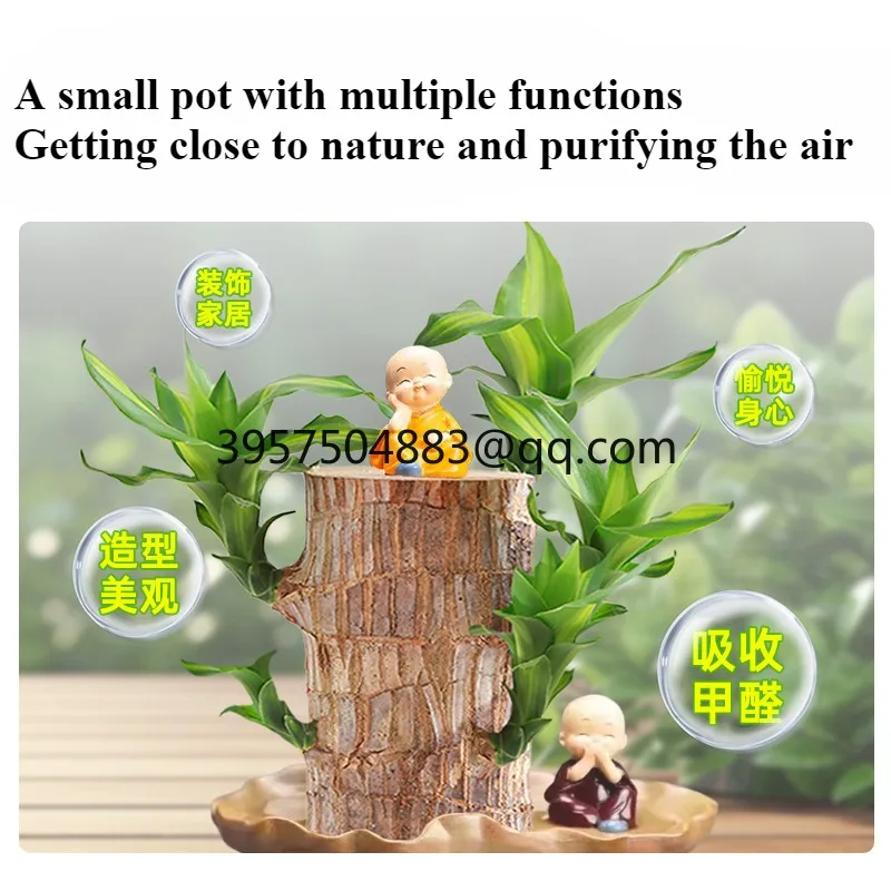 Lucky wood flowering with buds delivery potted plants hydroponic green plants indoor office four-season ornaments purify the air