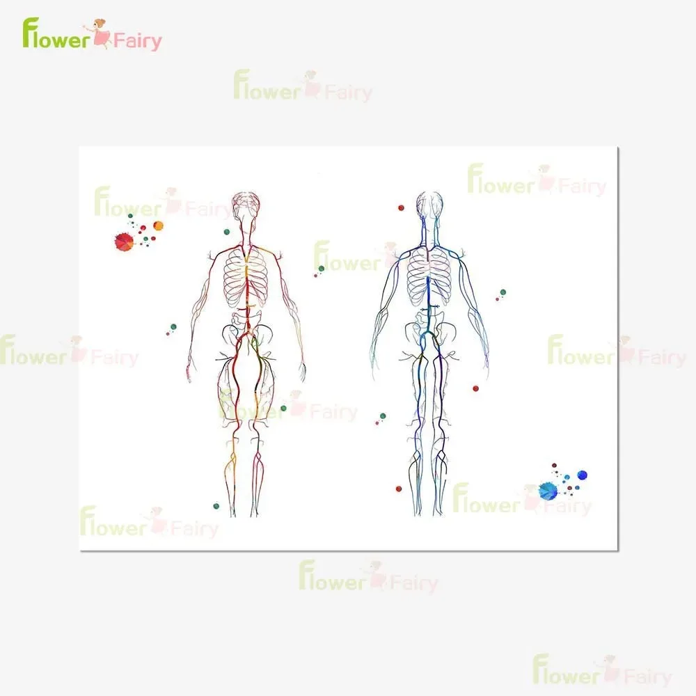 Circulatory System of Cardiology Angiology Poster Wall Art Canvas Painting Home Decor Wall Pictures For Living Room Unframed