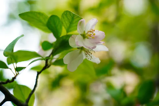 

4pcs Metal Front and Rear Drive Shaft CVD Driveshaft for ARRMA 1/10 3S Big Rock Granite Senton Vortecks RC Car Upgrade Parts