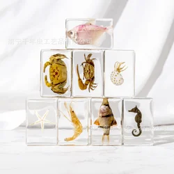 Marine Organisms Natural Cognition Specimens Resin Crafts Ornaments Gifts Home Decoration Accessories Figurine