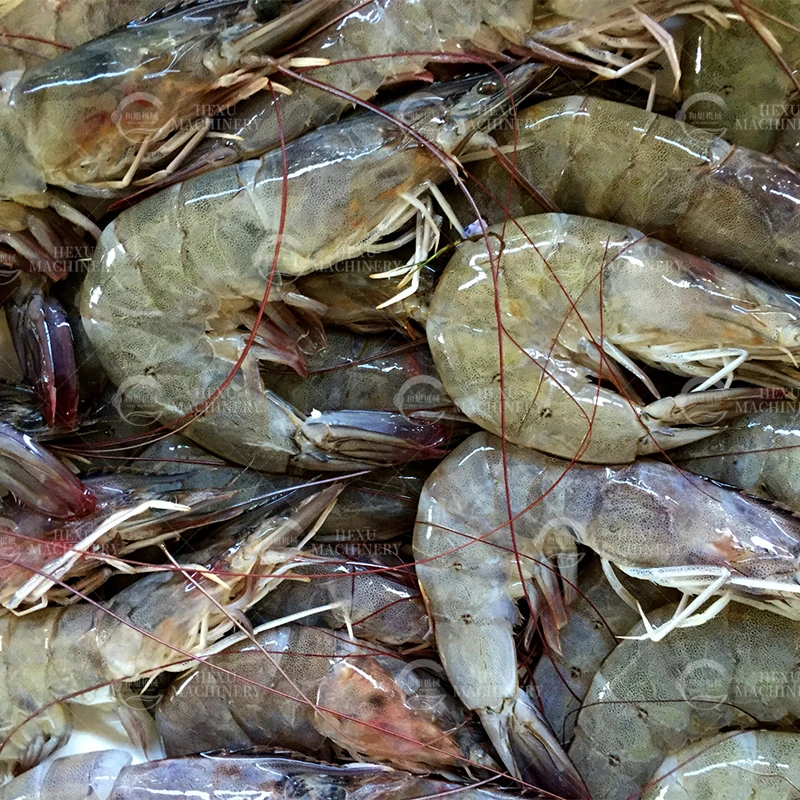 自動電気小魚スライスティラピアフィレエビバブルクリーニング洗濯機海輸送