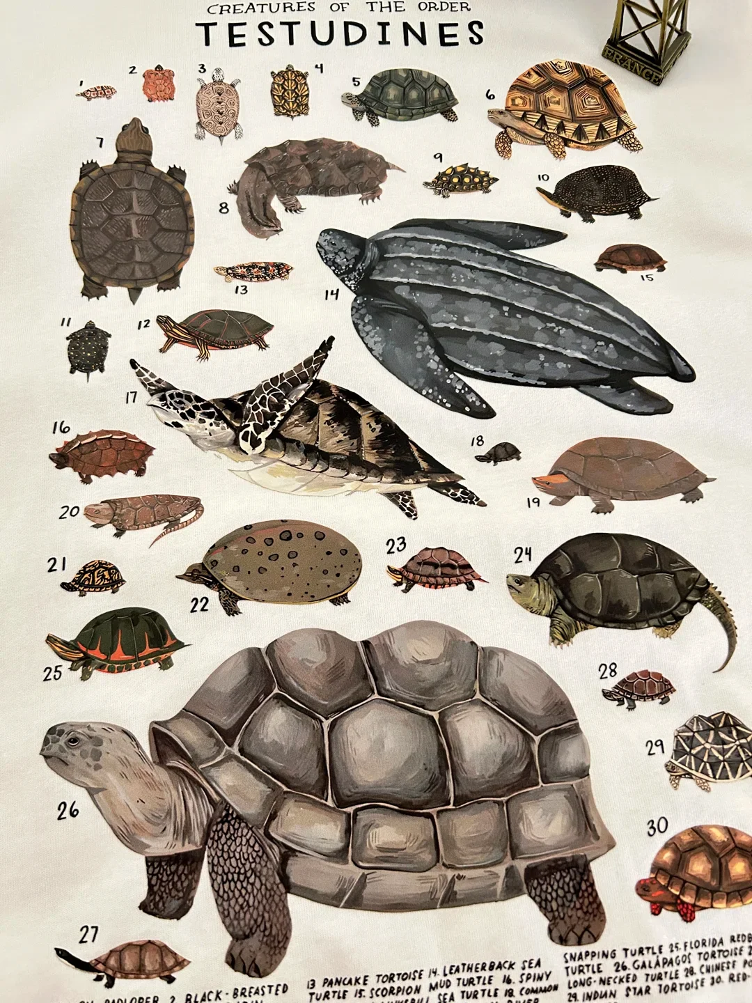 Combination Turtle Loose Fit Short Sleeve Men's T-shirt Printed Science Youth Casual round Neck Fashionable Breathable