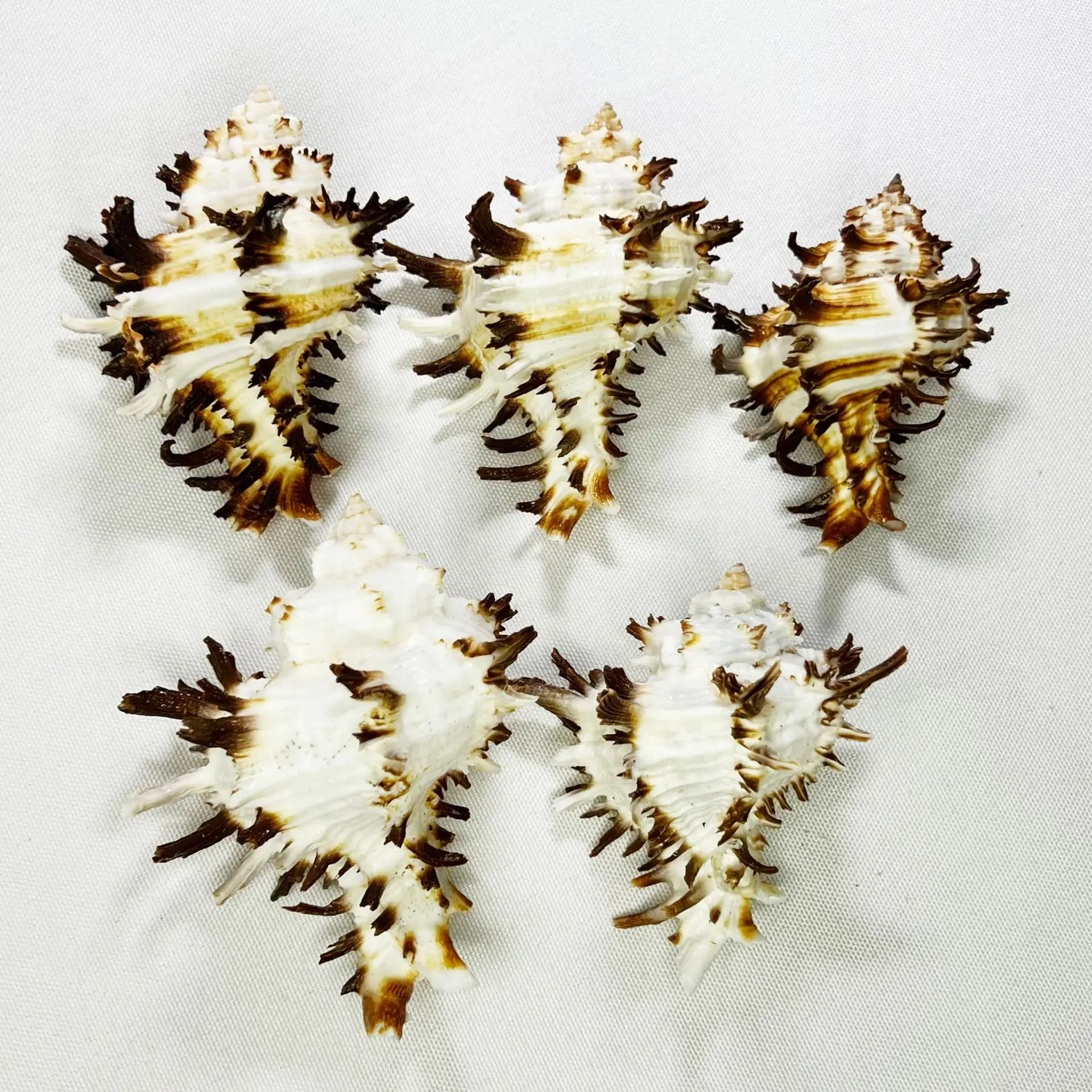 Natural Murex Pecten Shells Hermit Crab Homes Aquarium Decor DIY Giant Seashells
