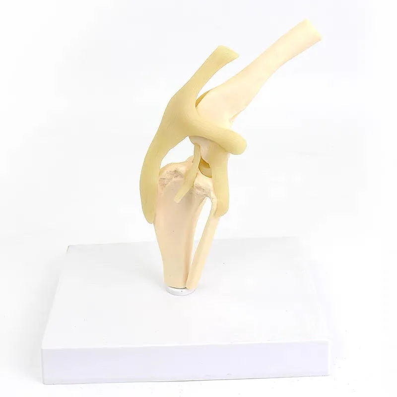

Dog knee Canine Joint Model Medical Veterinary Research Animal Skeleton Anatomy Model Teaching Supplies