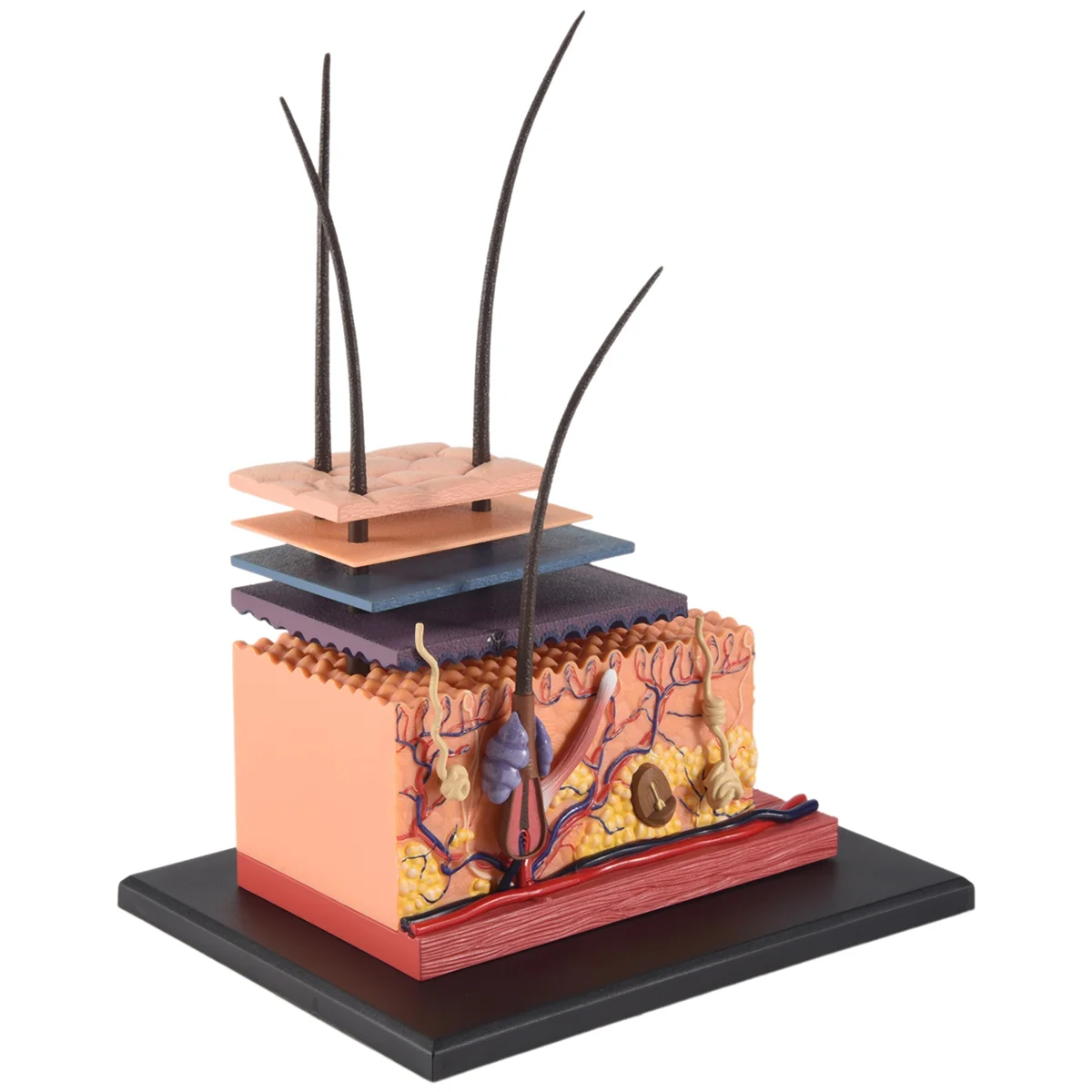 A9oP- 4D Human Skin Model Hair Organs Assembling Puzzle Model Teaching Model Manikin Science Anatomical Model