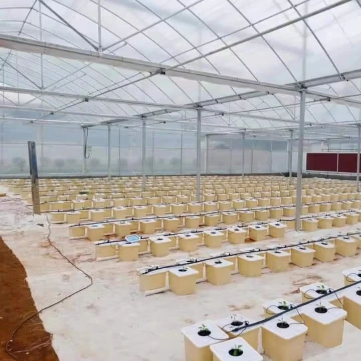 

Customized greenhouseCustom Agricultural Plastic Film Greenhouse for Tomato Cucumber Pepper Strawberry Lettuce Growing