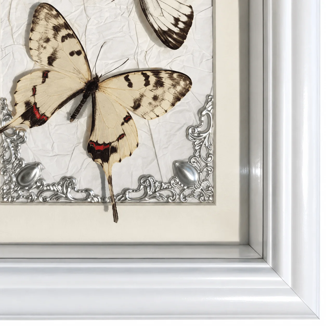 Hand Dual Butterfly Frame, *Sericinus montelus* and *Cepora nadina*, Elegant Natural History Tabletop Home Decoration