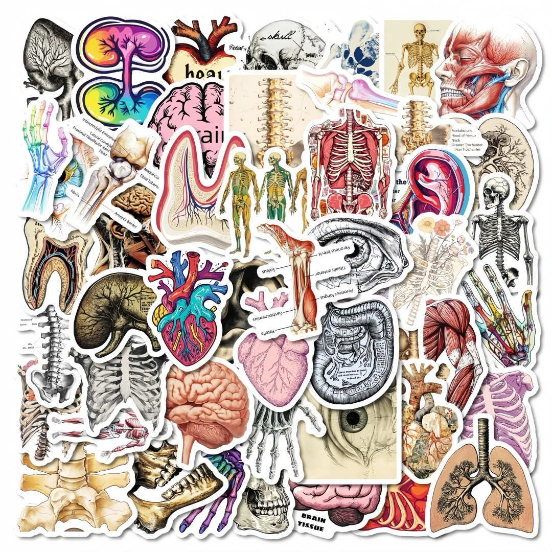 

50/100Pcs Retro Scientific Anatomy Sticker Physiology Anatomy Luggage Laptop Cars PVC Guitar Coffee Skateboard Notebook Decals