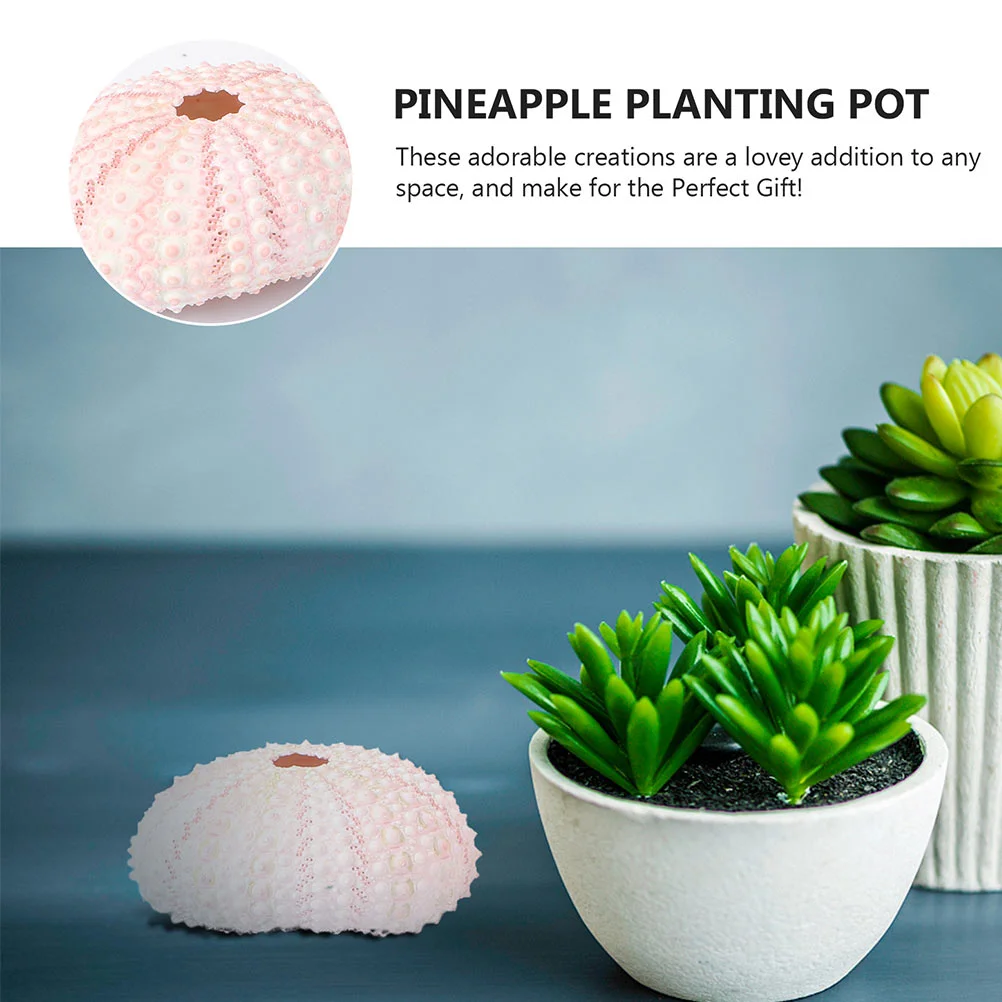 6 Pcs Sea ​​urchin Shell White Succulent Planter Creative Conch Pot Plants Air Holders Flowerpots Rack