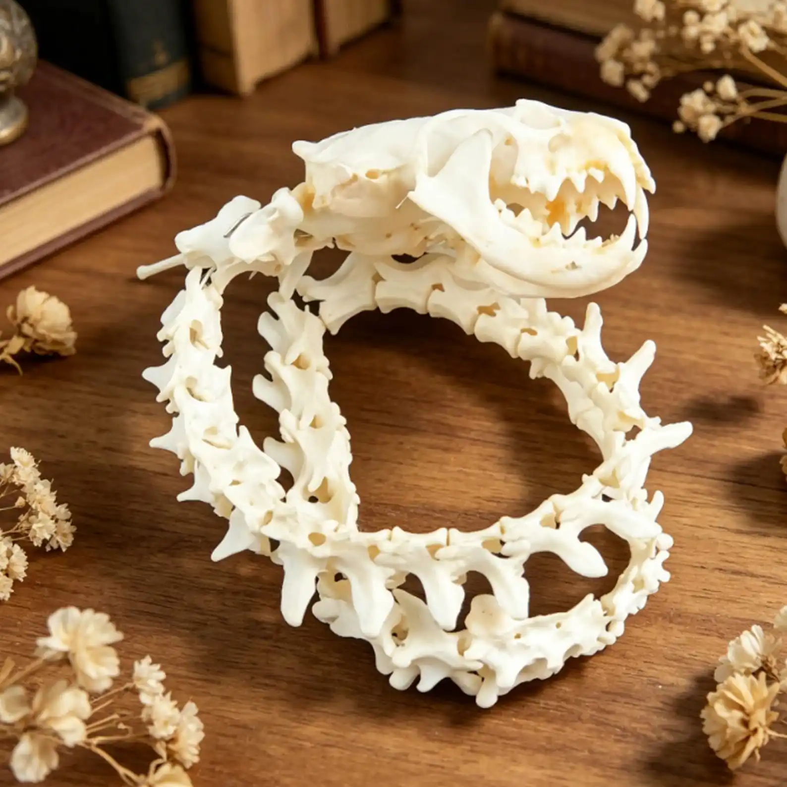 Handcrafted Faux Snake Skeleton with Mink Skull & Fox Tail Bones, Whimsical Curiosity Cabinet Decor