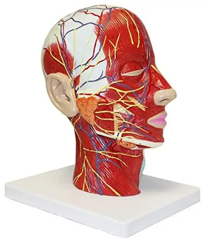 Education Scientifics Half Head Superficial Neurovascular Model with Musculature Life Size for Anatomical Teach Neck Vessels