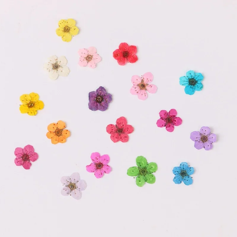 100pcs Mini Pressed Dried Narcissus Jonquilla Flower Plant Herbarium For Epoxy Resin Jewelry Bookmark Postcard Nailart Craft DIY