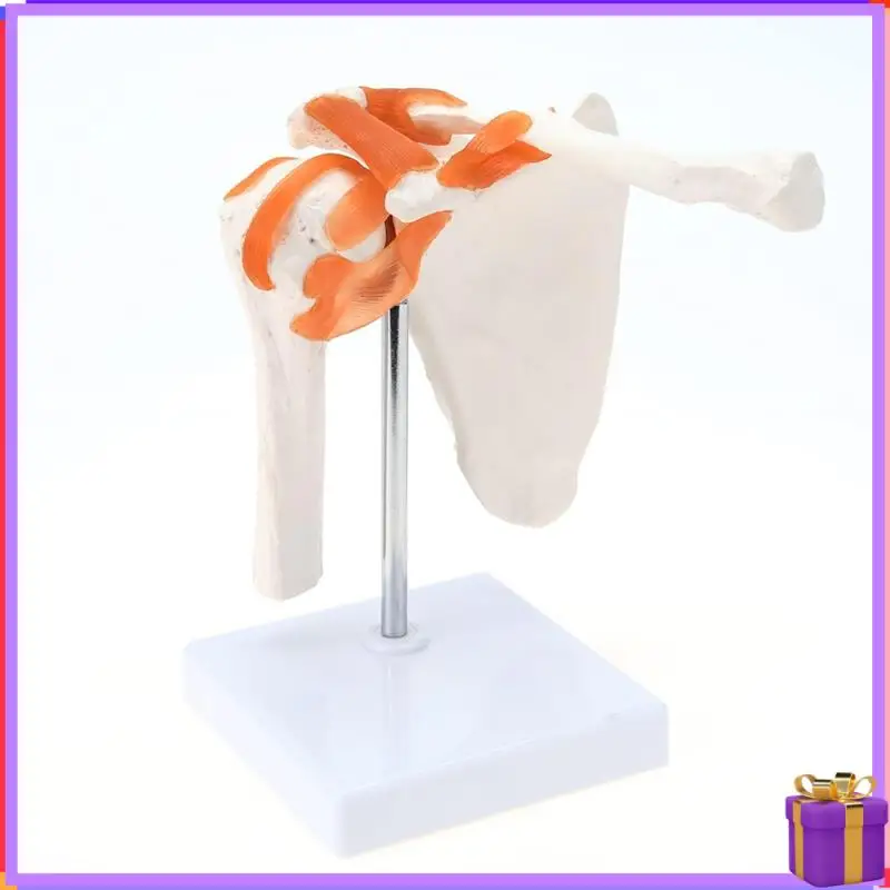 Advanced  Shoulder Anatomy Model With Functional Ligaments, Shoulder Joint Model For  Teaching Display Model