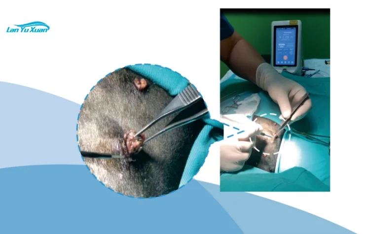 Berylas veterinary laser therapy machine for vet rehabilitation soft tissue surgery