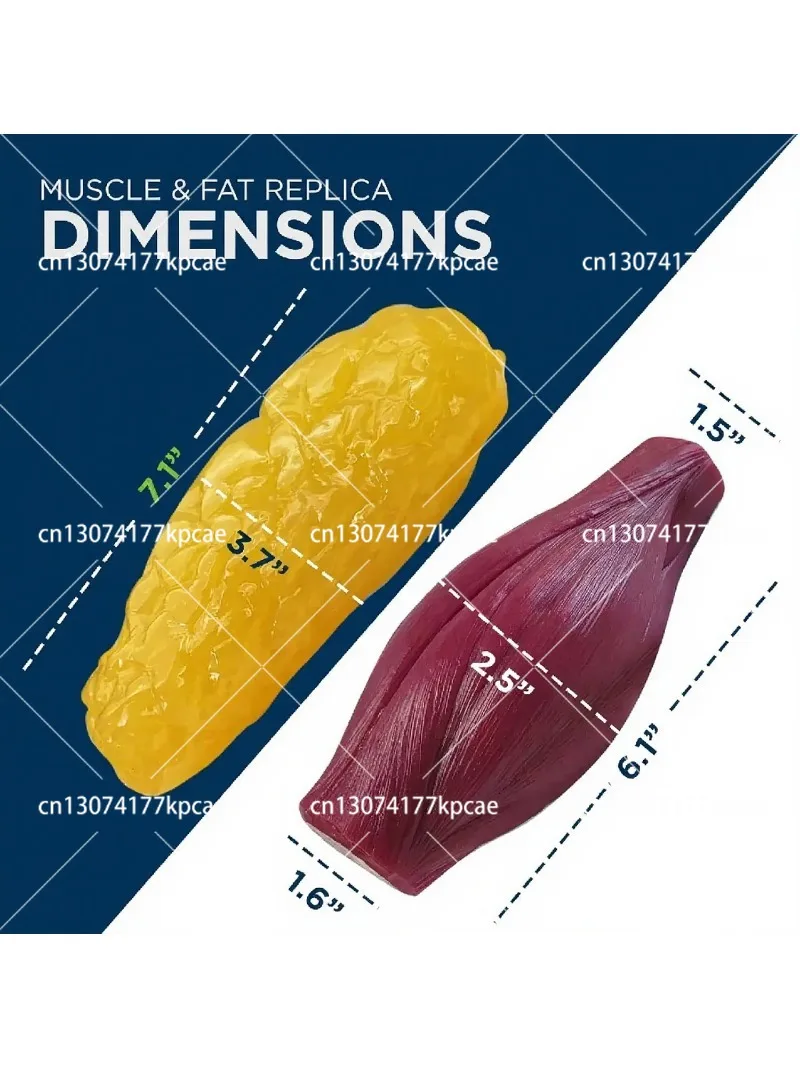 1lb Human Muscle & Fat Anatomical Replica Model, Realistic Tissue Model for Anatomy Learning