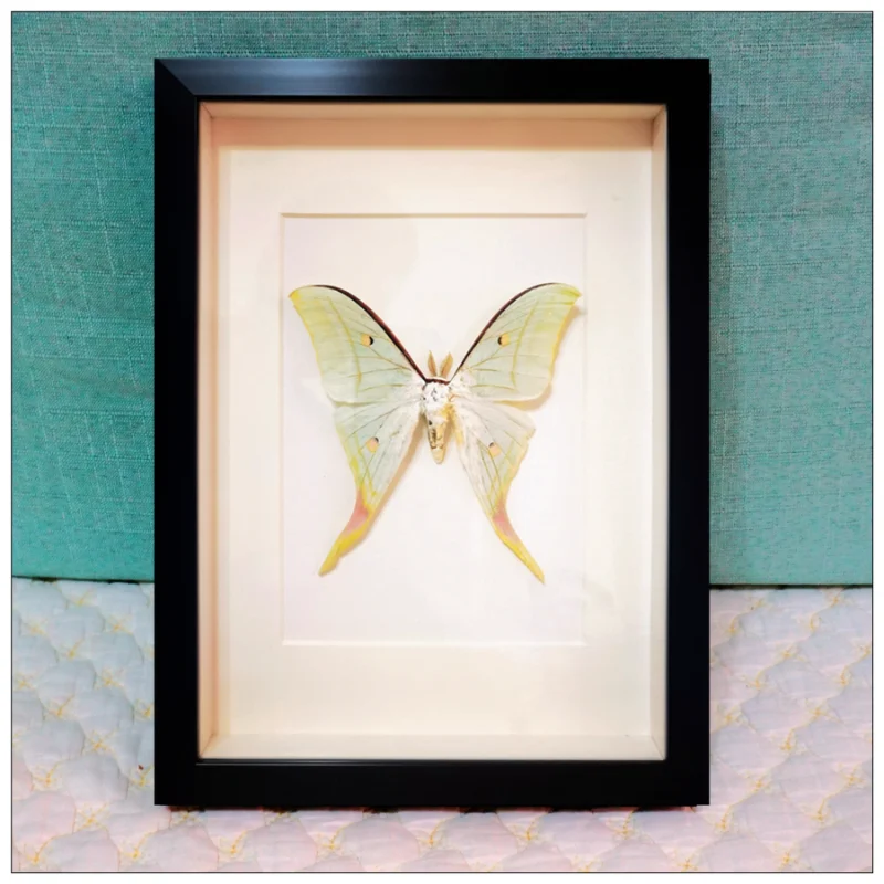 

Actias Ningpoana Real Insect Specimen Butterfly DIY Artwork Picture Frame Home Decoration Ornaments Hobby Collection Home Decor