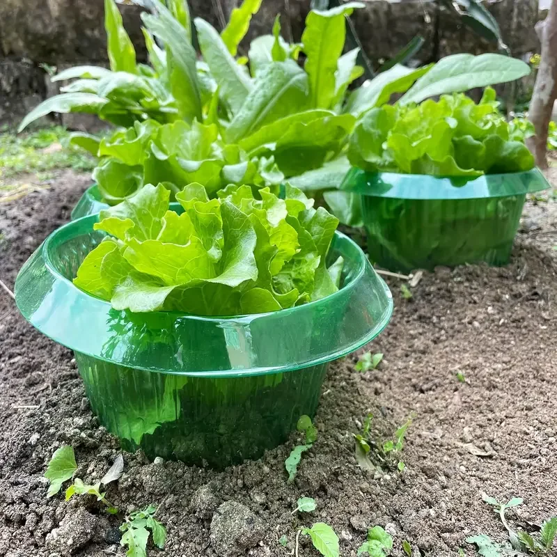Plants Slug Protection Rings Vegetables Cover Plant Snail Collar Guard Green Planter Flower Pot Pest Control Trapper Garden Tool
