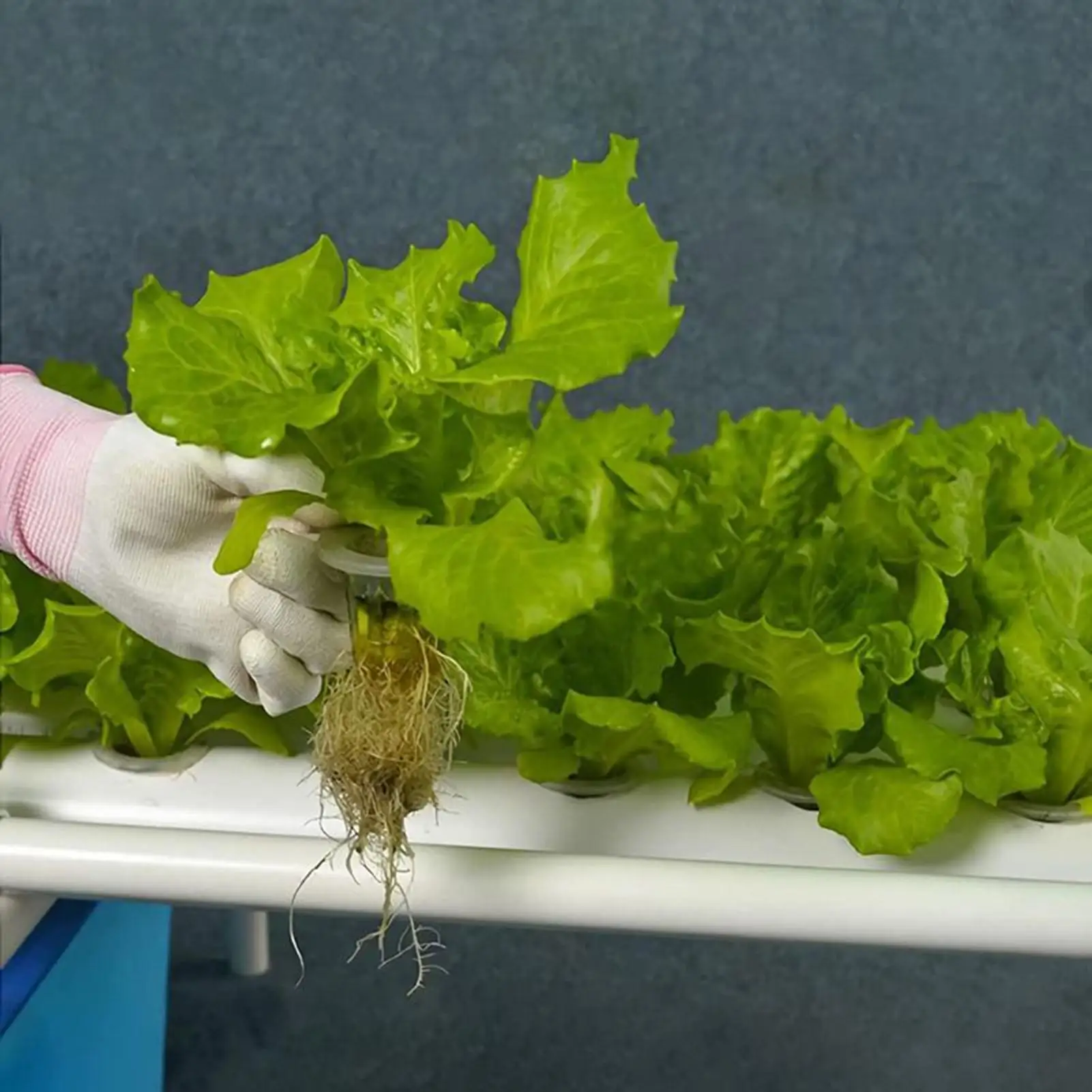 50pcs Stonewool Hydroponics Grow Media Cubes Plant Cubes Soilless Substrate Seeded Rock Wool Plug Seedling Block