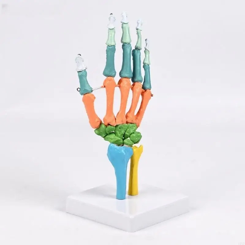 

Life Size PVC Hand Bone Anatomy Model With Movable Joints For Classroom Teaching