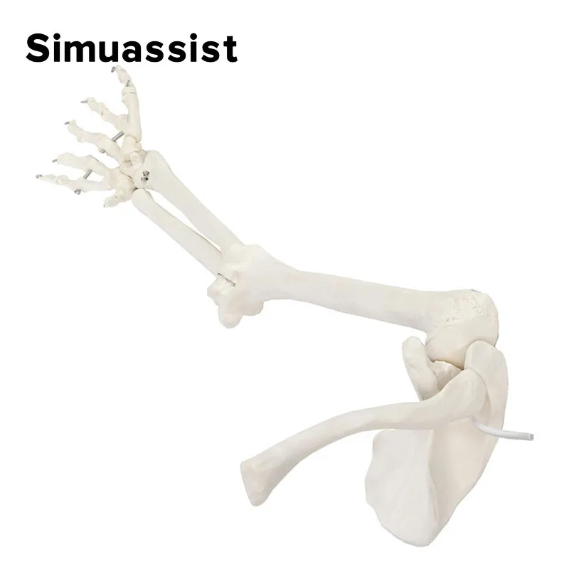 1:1 Upper Limb Bone Model Hand Scapula Clavicle Flexible Skeleton Model Medical Teaching Tool Adult Arm Bone Anatomy