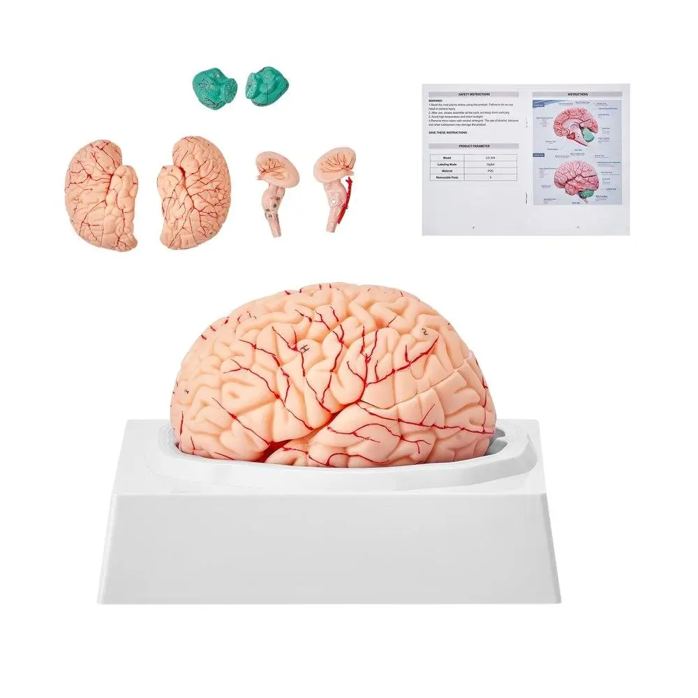 

1:1 Life Size Human Brain Model 9 Piece Detachable Parts with Labels Display Base for science Education