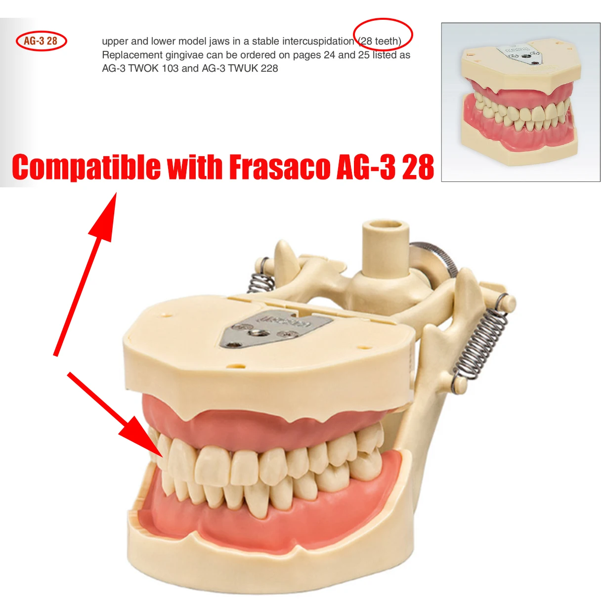 Model zębów dentystyczny pasuje AG3 28 Model nauczania dentystyczny standardowy Model zastępczy Typodont zęba