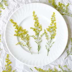 12Pcs,nature goldenrod pressed dry flower,DIY plant photo frame bookmark desk lamp drip glue phone case festival card decoration