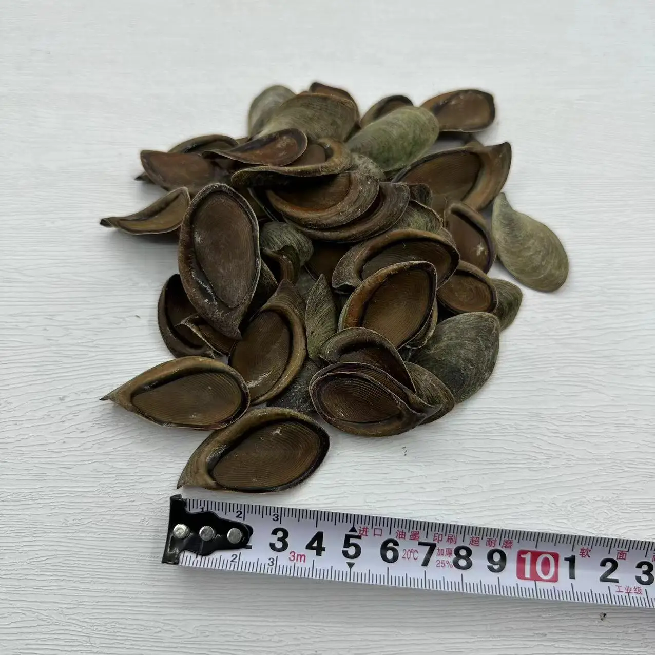 Natural Seashell Opercula, Traditional Incense Material, 500g