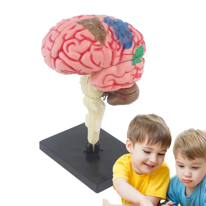 Brain Model For Psychology Teaching Med Model Anatomical Model With Display Base Color-Coded To Identify Brain Functions