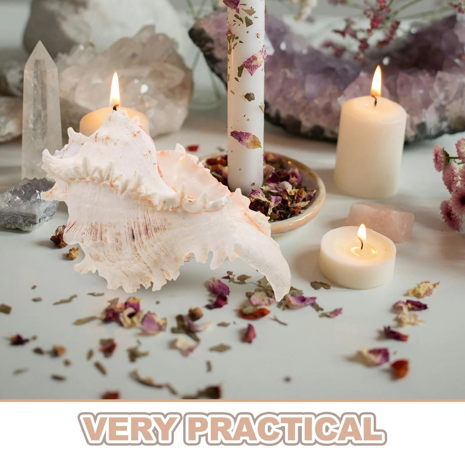Natural Sea Conch Shell Large Coastal Decor for Living Space Vase Filler Beach Wedding Summer Room Decor Photography Prop