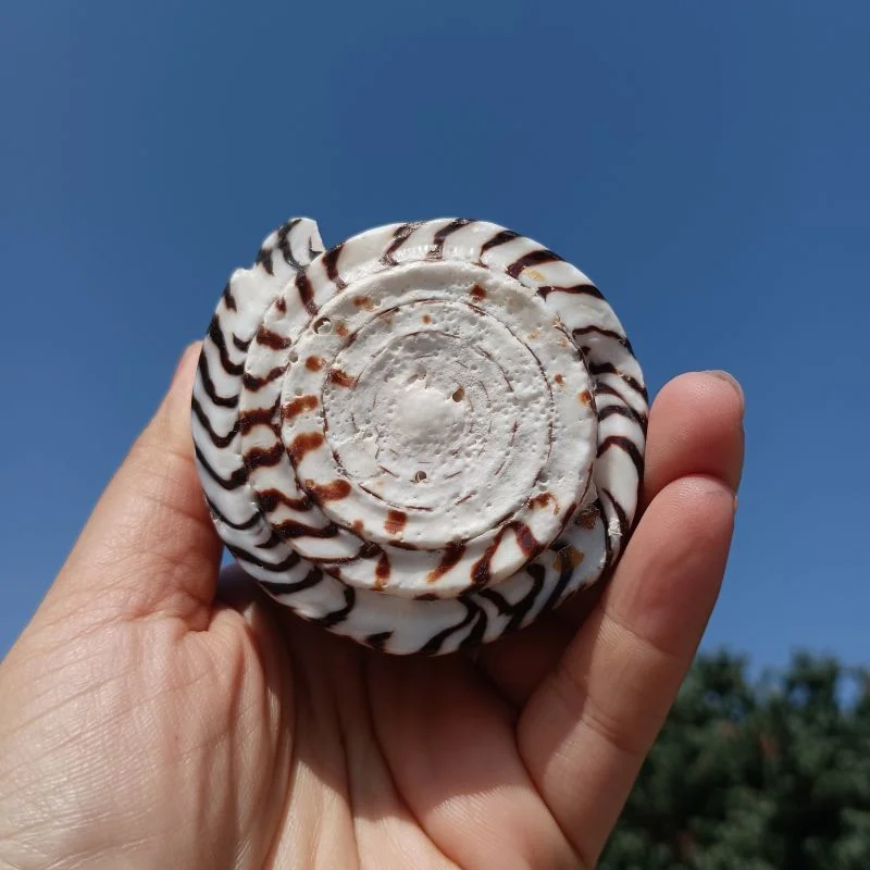 Caracoles con puntos negros naturales, concha de caracol creativa, adorno de joyería, tesoro de colección raro