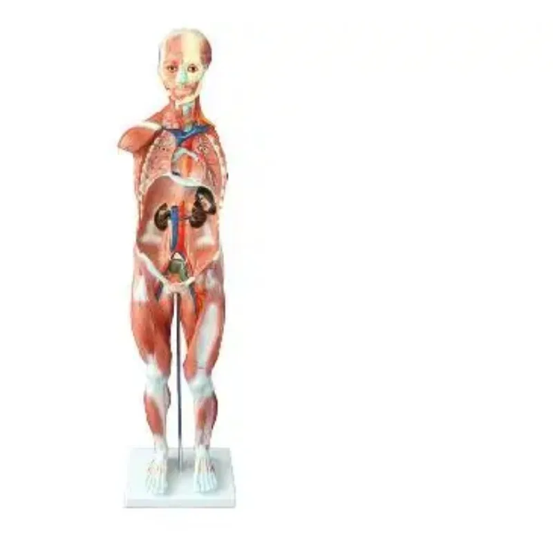 Human Medical Anatomical 80CM Human Muscle Model Male 27 Parts