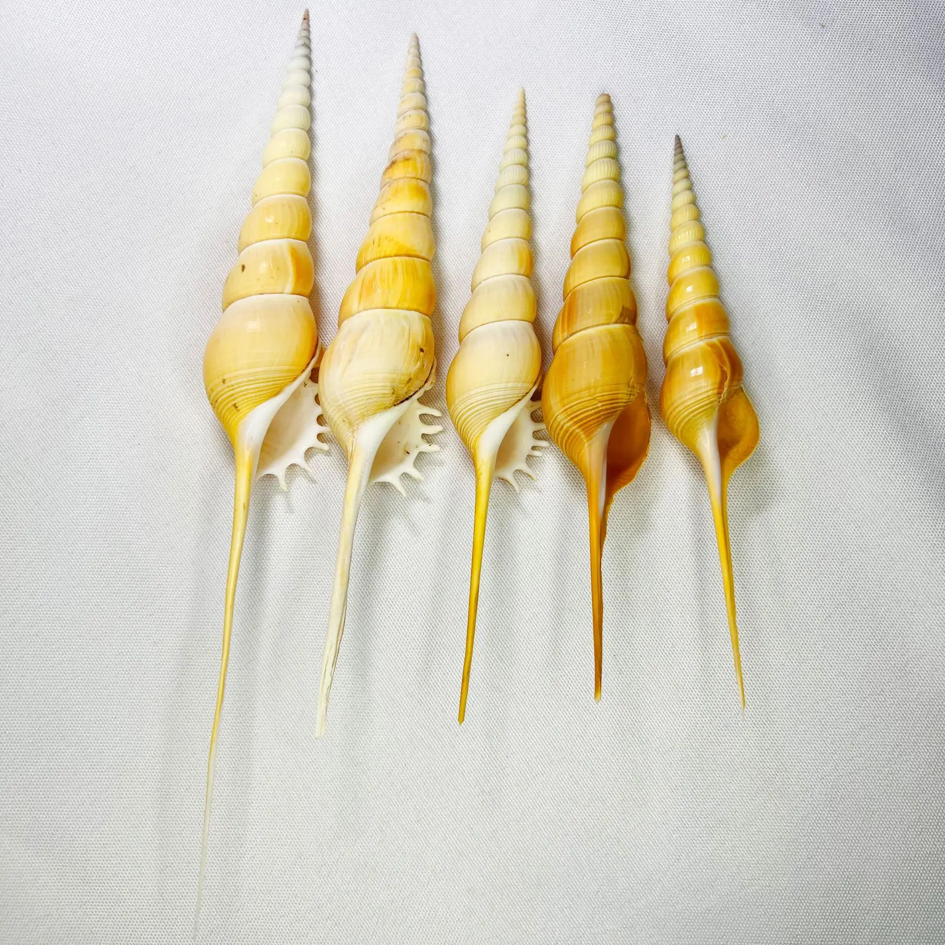 Long-nosed Snail Natural Shell Conch Shell Specimen Mediterranean Home Decoration Collection Fish Tank Aquarium Landscaping