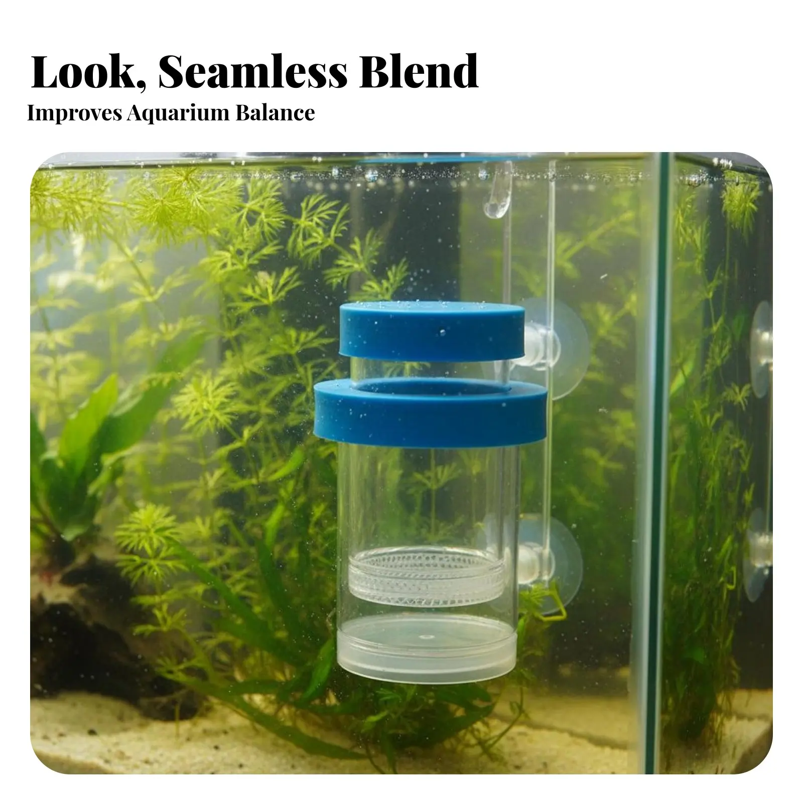 

Guppy Breeder Enclosure Prevents Cannibalism Buoyant Aquatic Creature Breeder Box Buoyant Aquatic Creature Hatchery Good Water