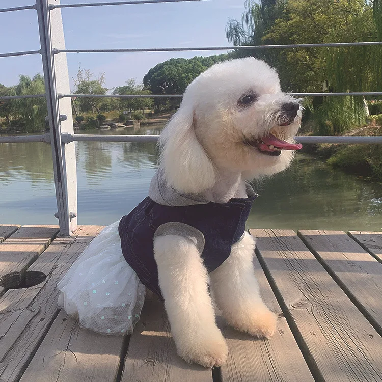 Dog Clothes Small Dog Autumn and Winter Teddy Bichon Pomeranian Puppies Cute Trendy Pet Four-legged Clothes Winter Cotton Clothe