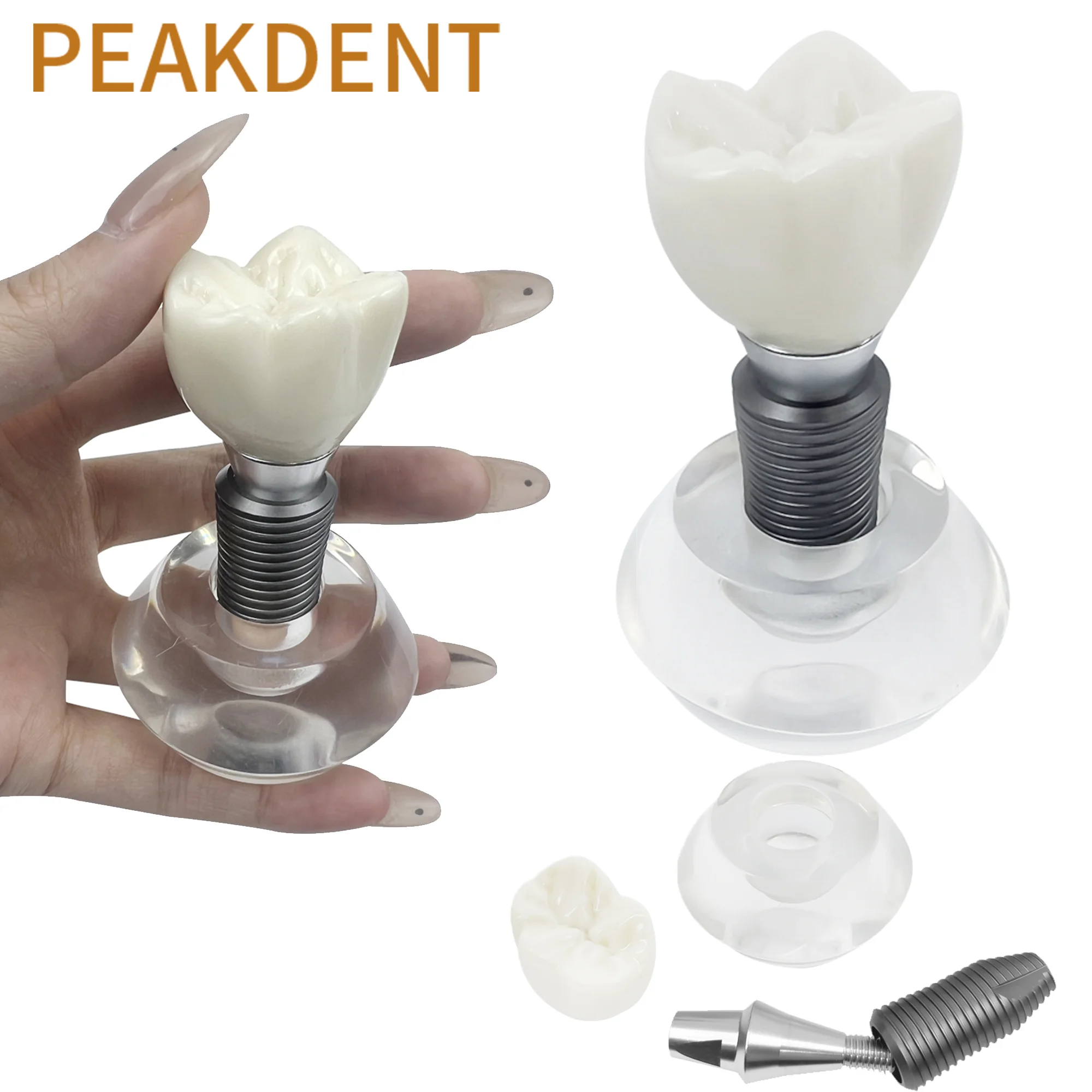 

Clear Implant Denture Model Crystal Dental Implant Teeth Model Demonstration Model Dentistry Laboratory Products Communication