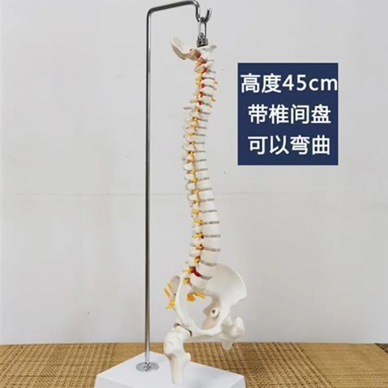 Curved colored human spine model, spinal pelvis, cervical vertebrae, thoracic vertebrae, lumbar vertebrae, orthopedic bones