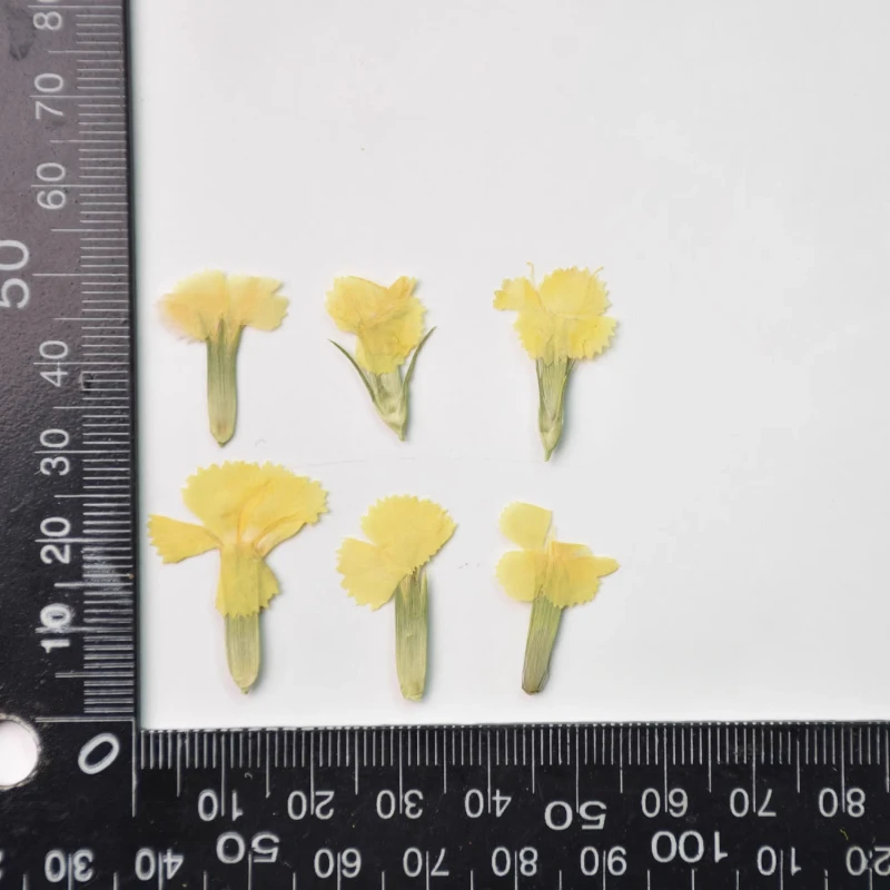 24 Stück/2–3 cm, Natur Nelke getrocknete Blume geprägte Akazie Pflaume echte Blume dekorative Fotorahmen DIY Epoxid Schmuck Blütenblatt Make-up – Detail 11