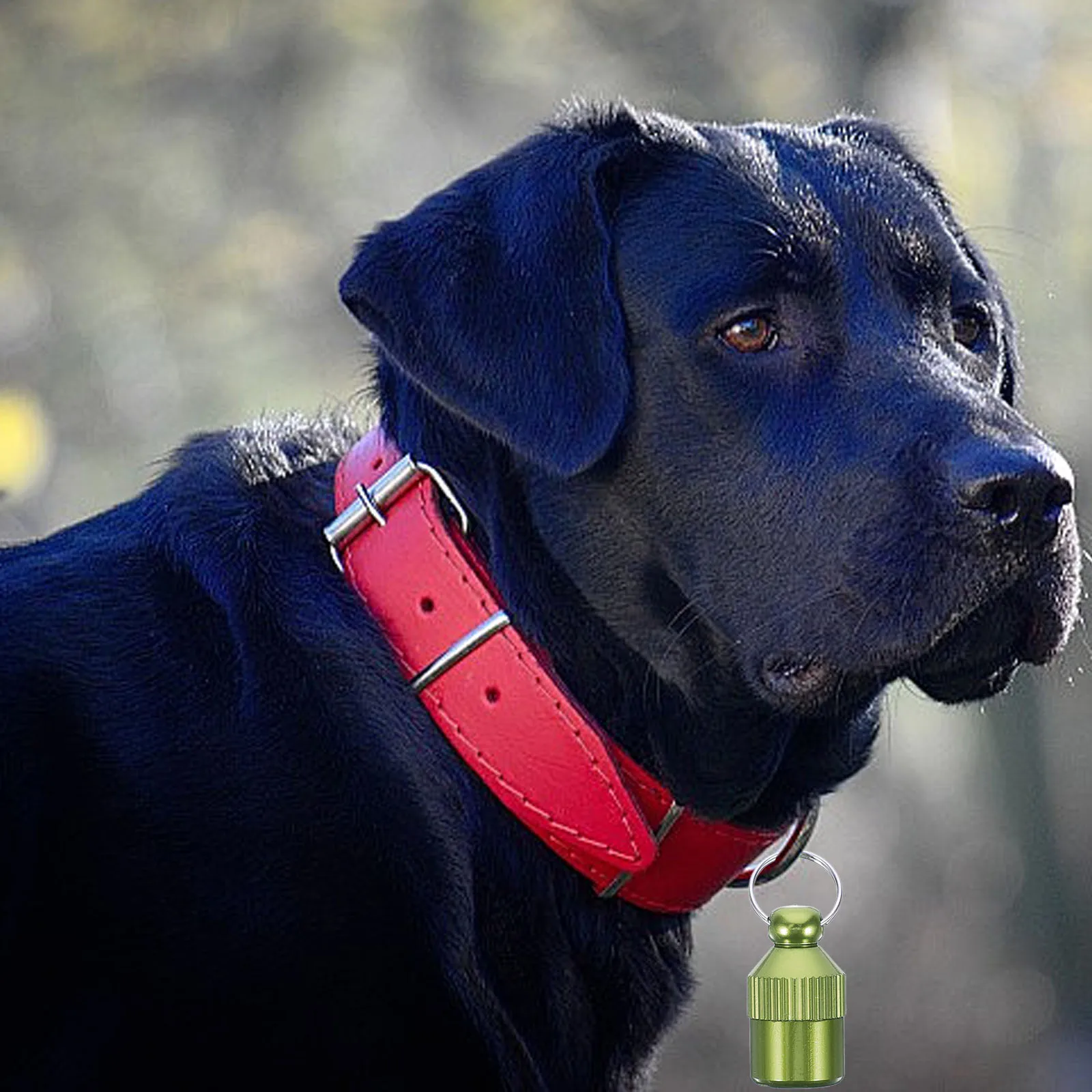 

5 Pcs Pet Tag Dog Identification Tags Engraved Aluminum Alloy Pendant for Pets Small