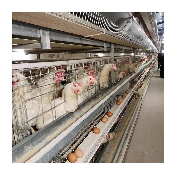 Quality Assured Multi Tiers Cages For Egg Laying Hens Chickens Poultry Equipment Chicken Farming