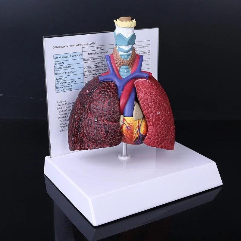 Imagem -03 - Modelo Pulmonar Humano em Tamanho Real Sistema Respiratório Anatômico Anatomia para Escola Recursos Científicos Exibição de Estudo Ferramenta de Ensino