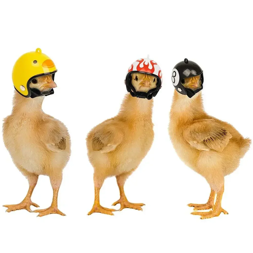 Casco de pollo para mascotas, gorros divertidos de seguridad para loros, protección solar dura para mascotas pequeñas, cascos pequeños, accesorios para periquitos y pájaros