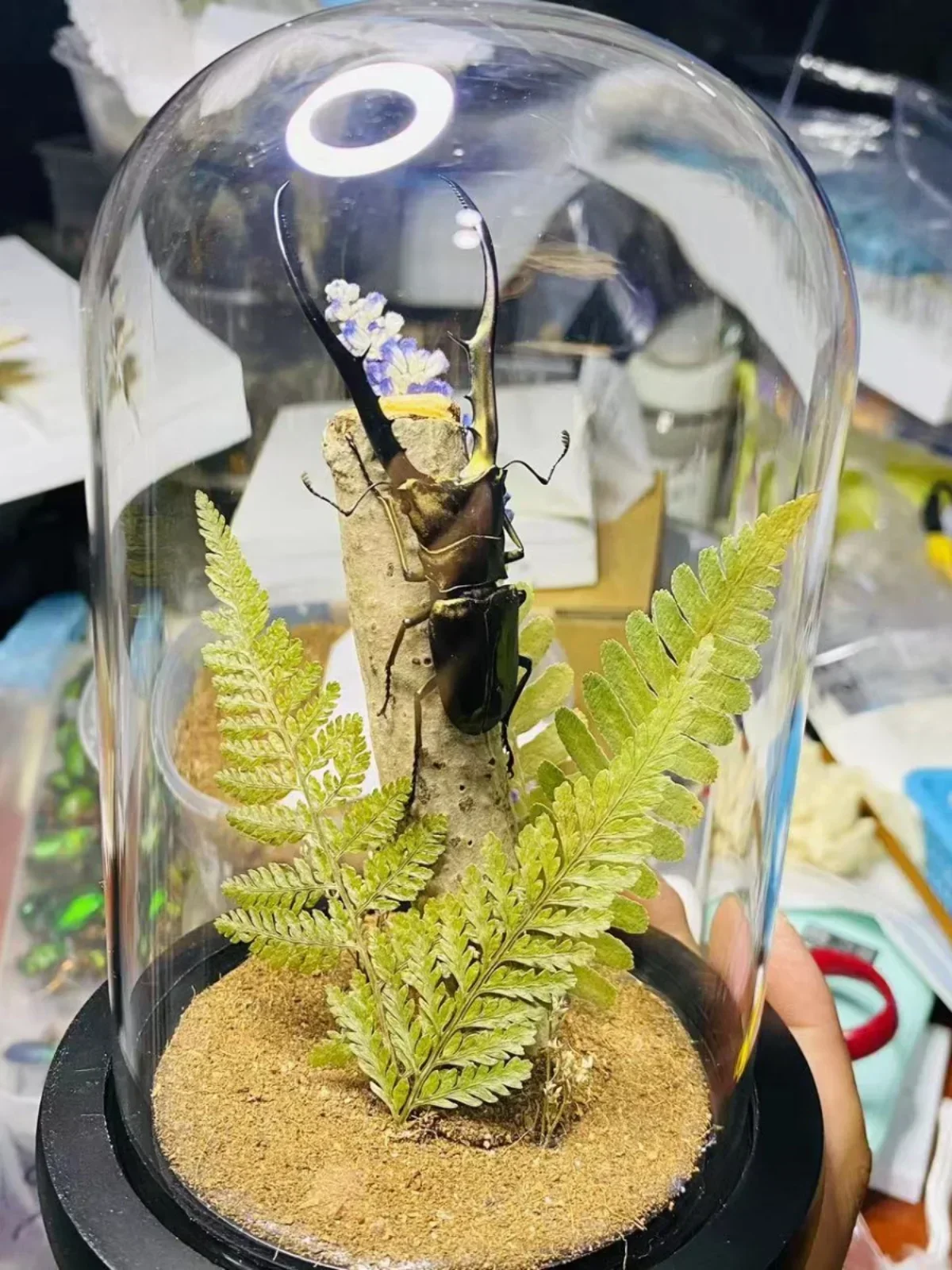 

Cyclommatus Metallifer Steam Insect Steampunk Scorpion Rainforest Peter Specimen Creative Art Home Decoration Collection Modern